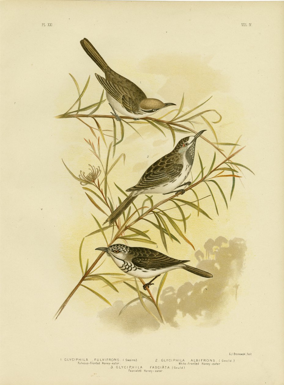 Fulvous-Fronted Honeyeater, 1891 von Gracius Broinowski