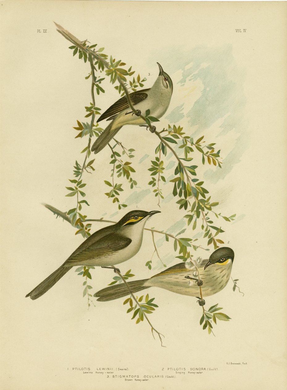 Lewin-Honigfresser, 1891 von Gracius Broinowski