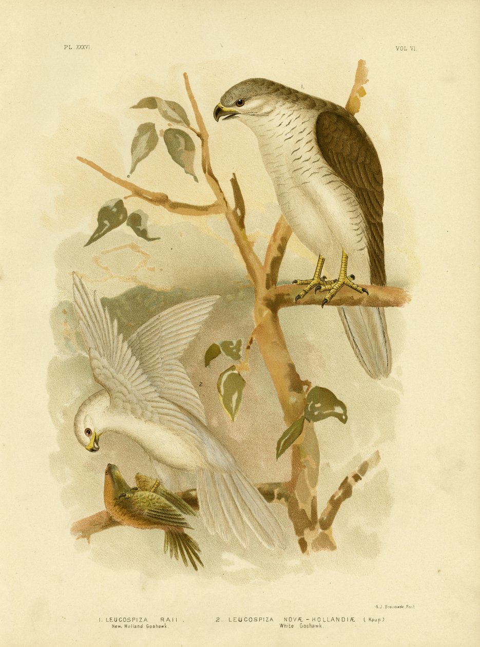 Neuholland-Habicht, 1891 von Gracius Broinowski
