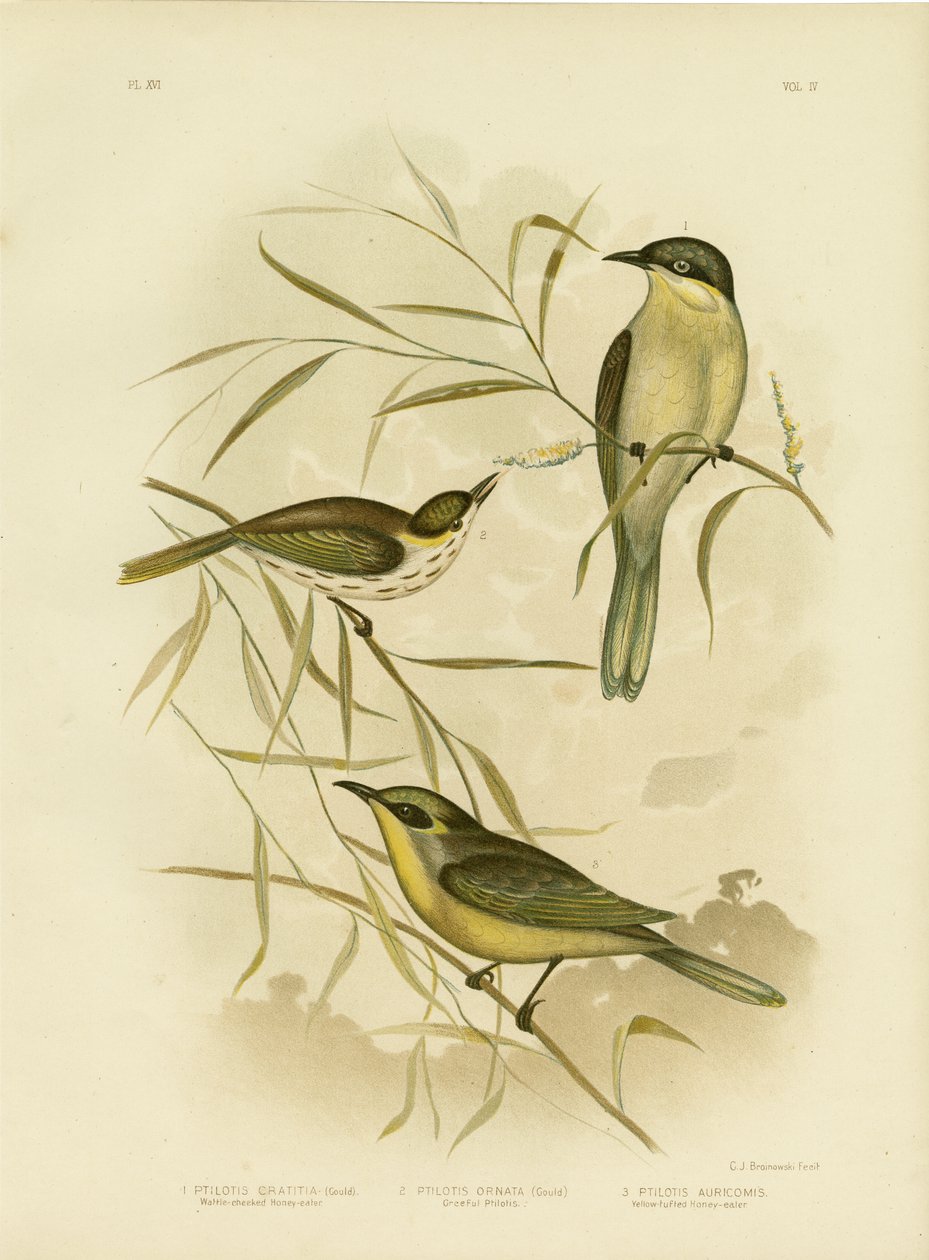 Wattle-Cheeked Honeyeater oder Purple-Gaped Honeyeater, 1891 von Gracius Broinowski