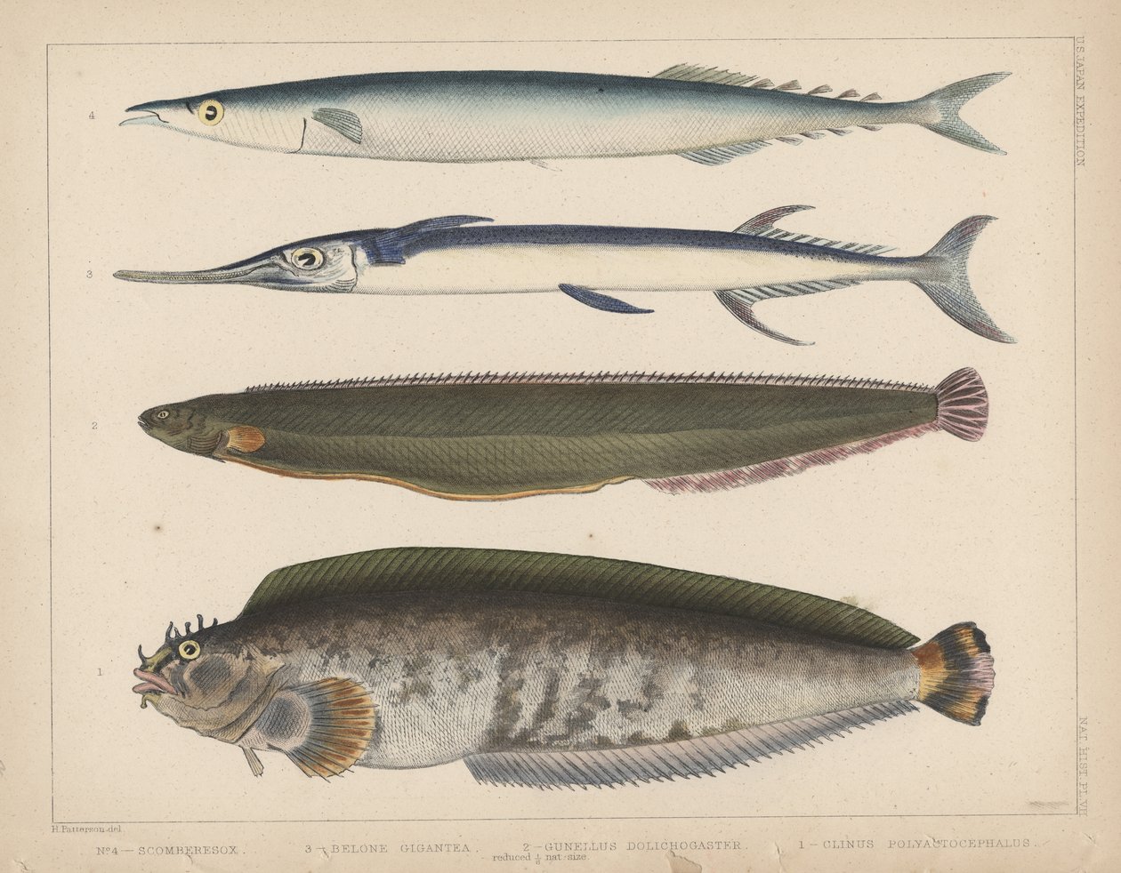 1. Clinus Polyactocephalus, 2. Gunellus Dolichogaster, 3. Belone Gigantea, 4. Scomberesox, 1855 von H. Patterson