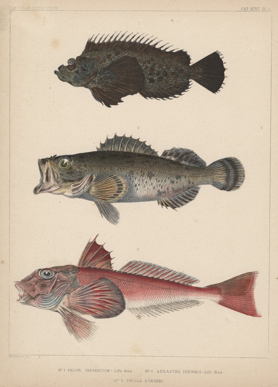 1. Pelor Japonicum, 2. Sebastes Inermis und 3. Trigla Burgeri, 1855 von H. Patterson