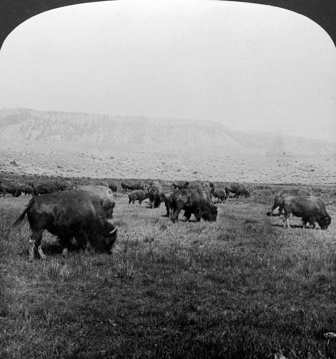 Büffel, Yellowstone-Nationalpark, USA von H. C. White