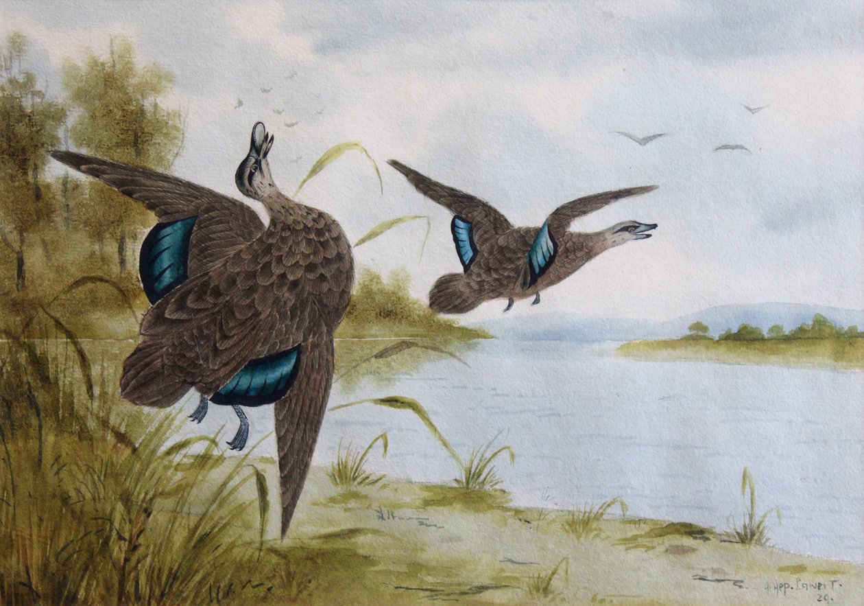 Pazifische Schwarzenten von H. H. Calvert