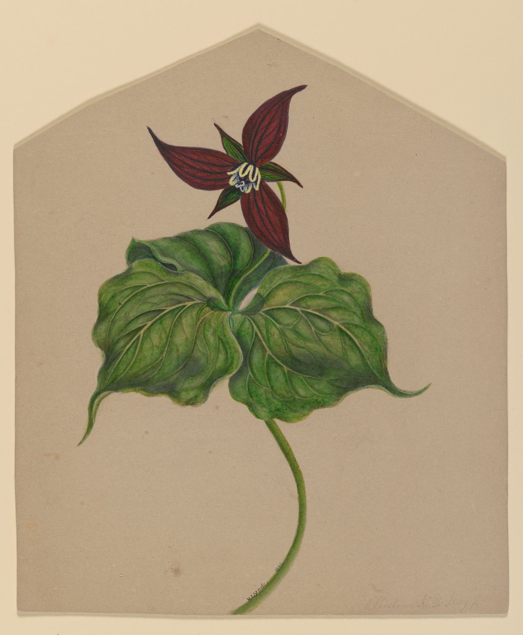 Burgunderrote Blume von H. Lynde