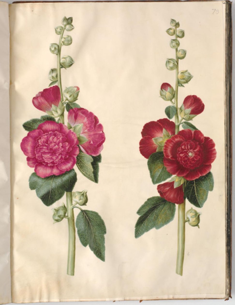 Alcea rosea (Garten-Stockrose) von Hans Simon Holtzbecker