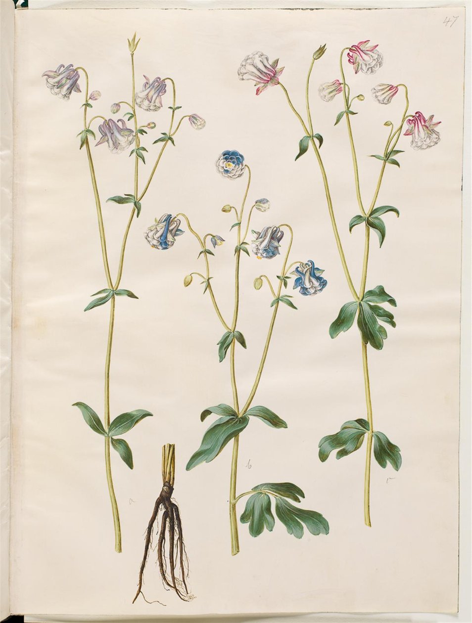 Aquilegia vulgaris (Gewöhnliche Akelei) von Hans Simon Holtzbecker