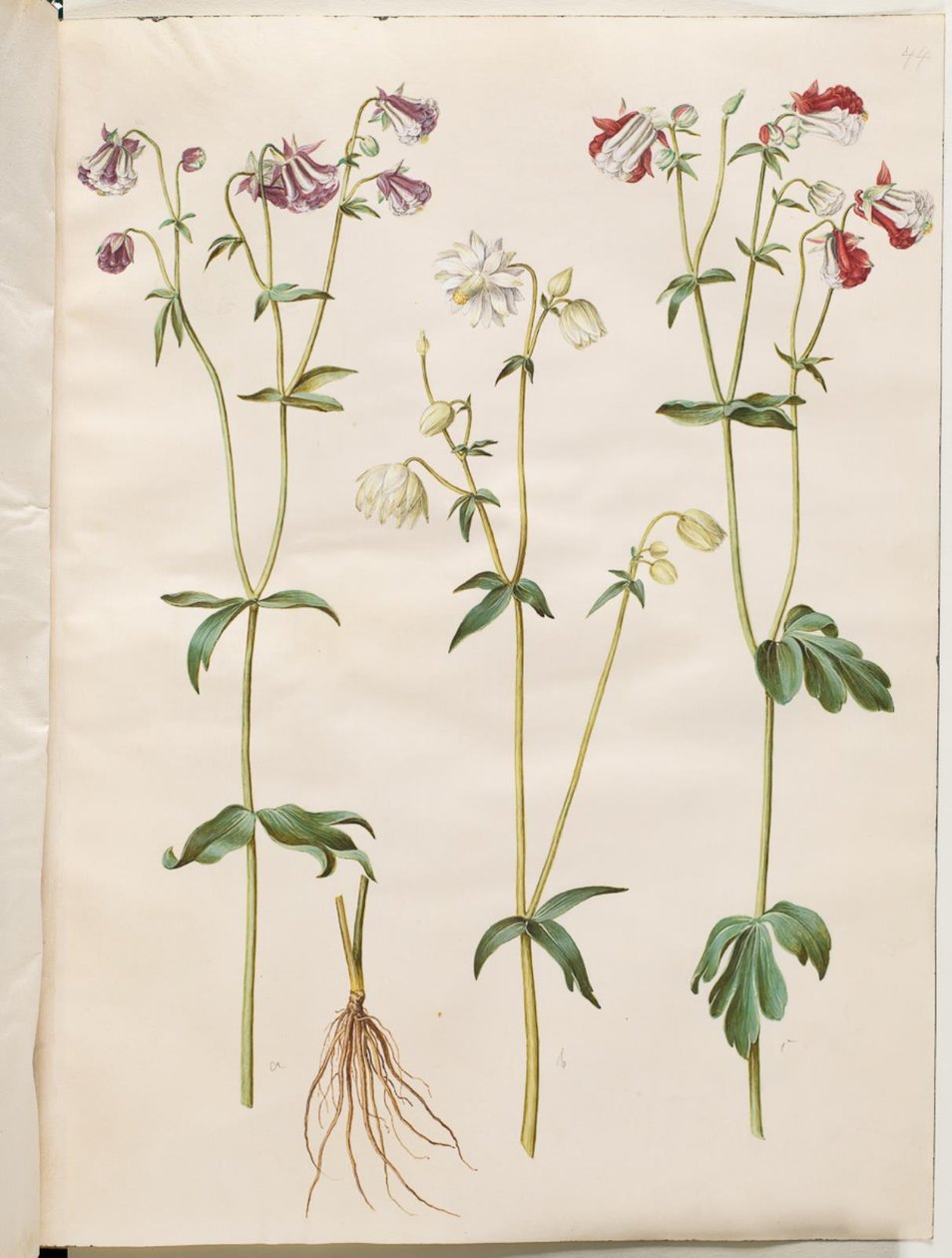 Aquilegia vulgaris (Gemeine Akelei) von Hans Simon Holtzbecker