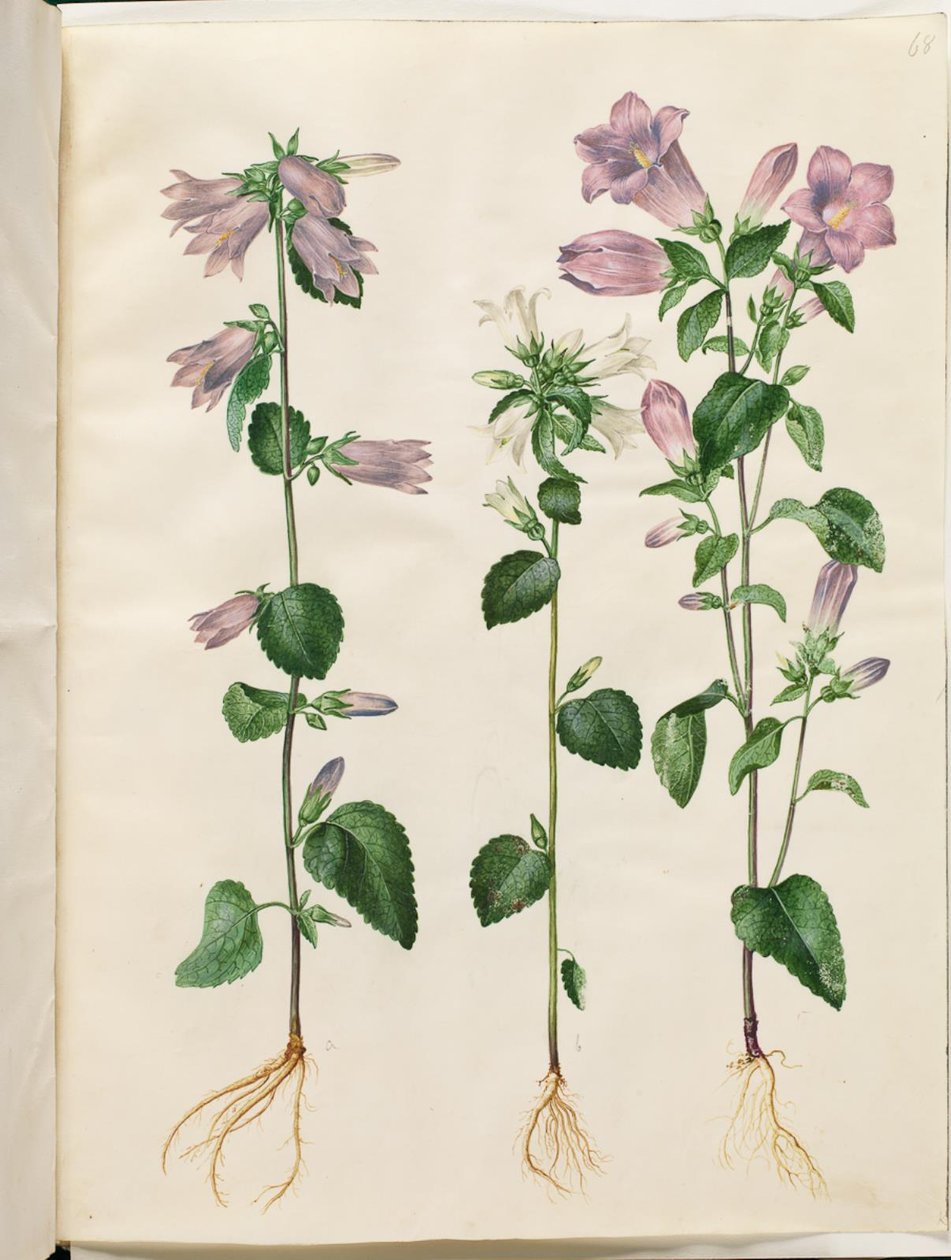 Campanula trachelium (Nessel-Glockenblume); Campanula medium (Marien-Glockenblume) von Hans Simon Holtzbecker