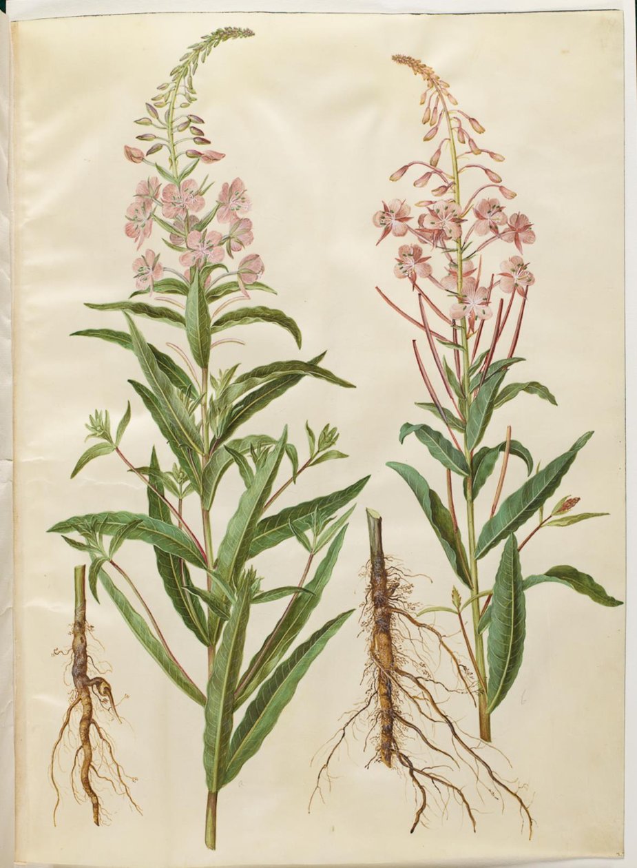 Schmalblättriges Weidenröschen (Chamerion angustifolium) von Hans Simon Holtzbecker