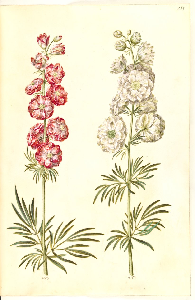 Consolida ajacis (Garten-Rittersporn) von Hans Simon Holtzbecker