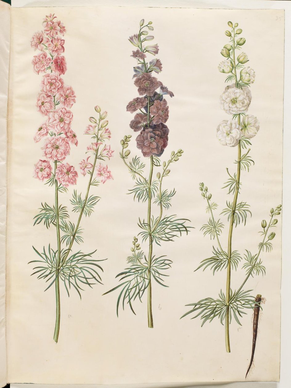 Rittersporn von Hans Simon Holtzbecker