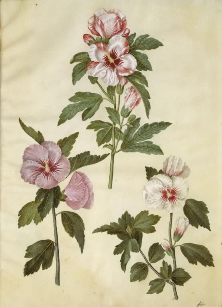 Hibiscus syriacus (Syrische Rose) von Hans Simon Holtzbecker