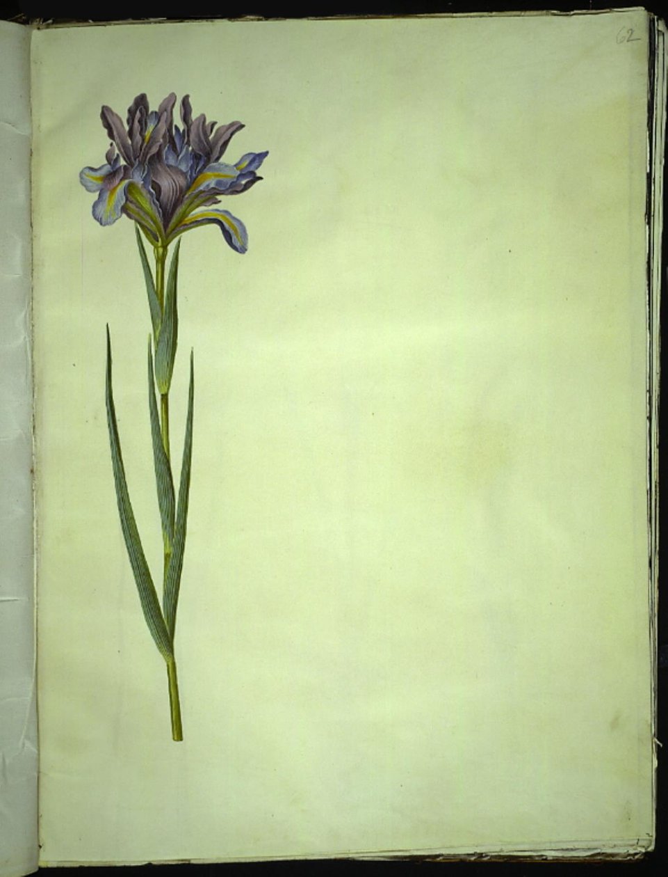 Spanische Iris (Iris xiphium) von Hans Simon Holtzbecker