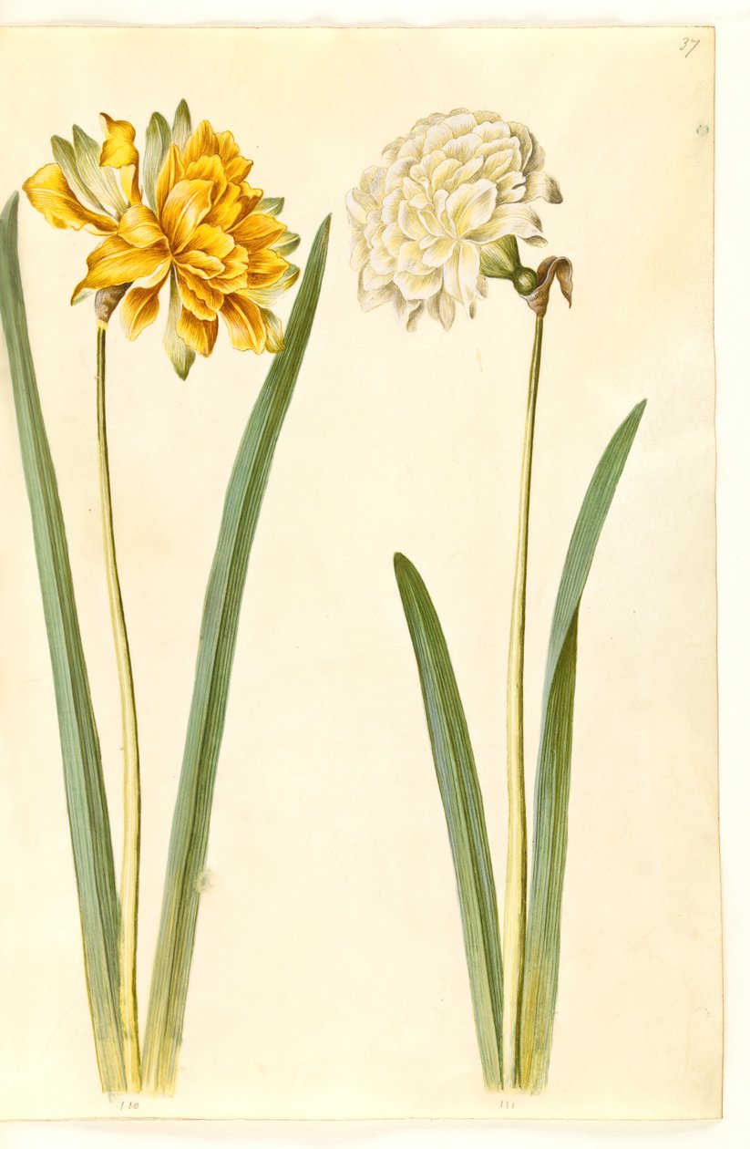 Narcissus pseudonarcissus (Osterglocke) von Hans Simon Holtzbecker