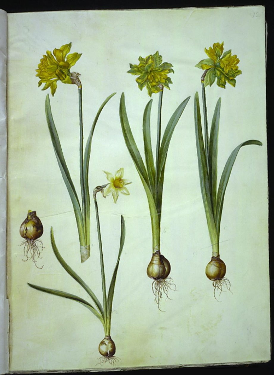 Narcissus pseudonarcissus; Narcissus ? ×incomparabilis (Garten-Narzisse) von Hans Simon Holtzbecker