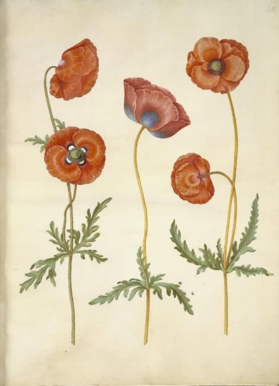 Papaver rhoeas (Klatschmohn) von Hans Simon Holtzbecker