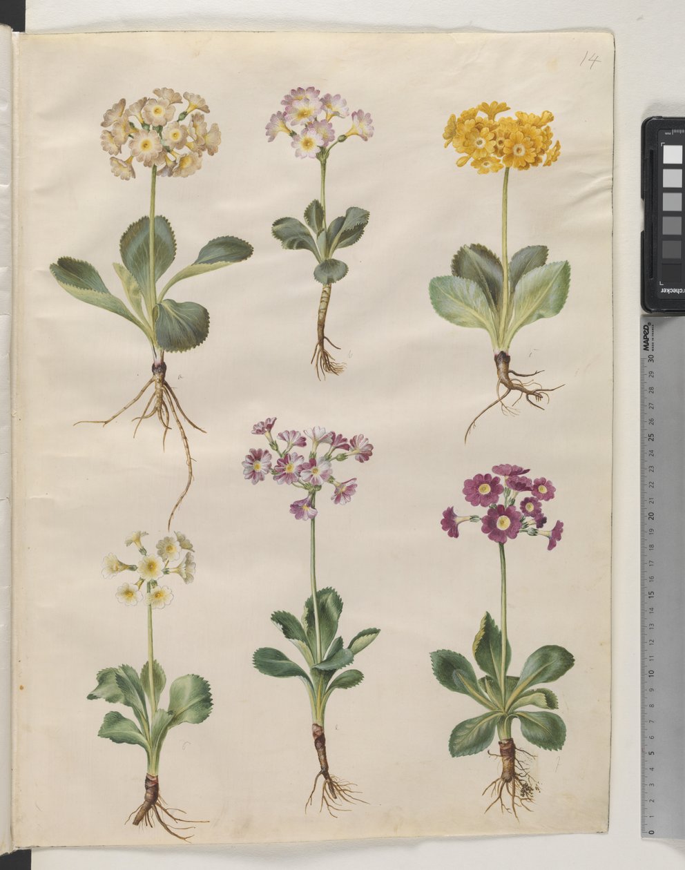 Primula ×pubescens Wulfen (Garten-Aurikel) von Hans Simon Holtzbecker