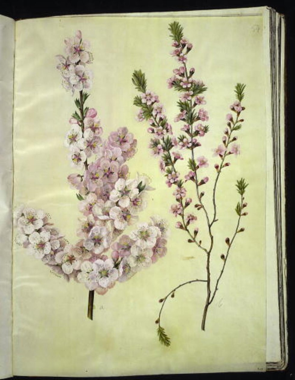 Prunus dulcis (Mandel); Prunus tenella (Zwerg-Mandel) von Hans Simon Holtzbecker