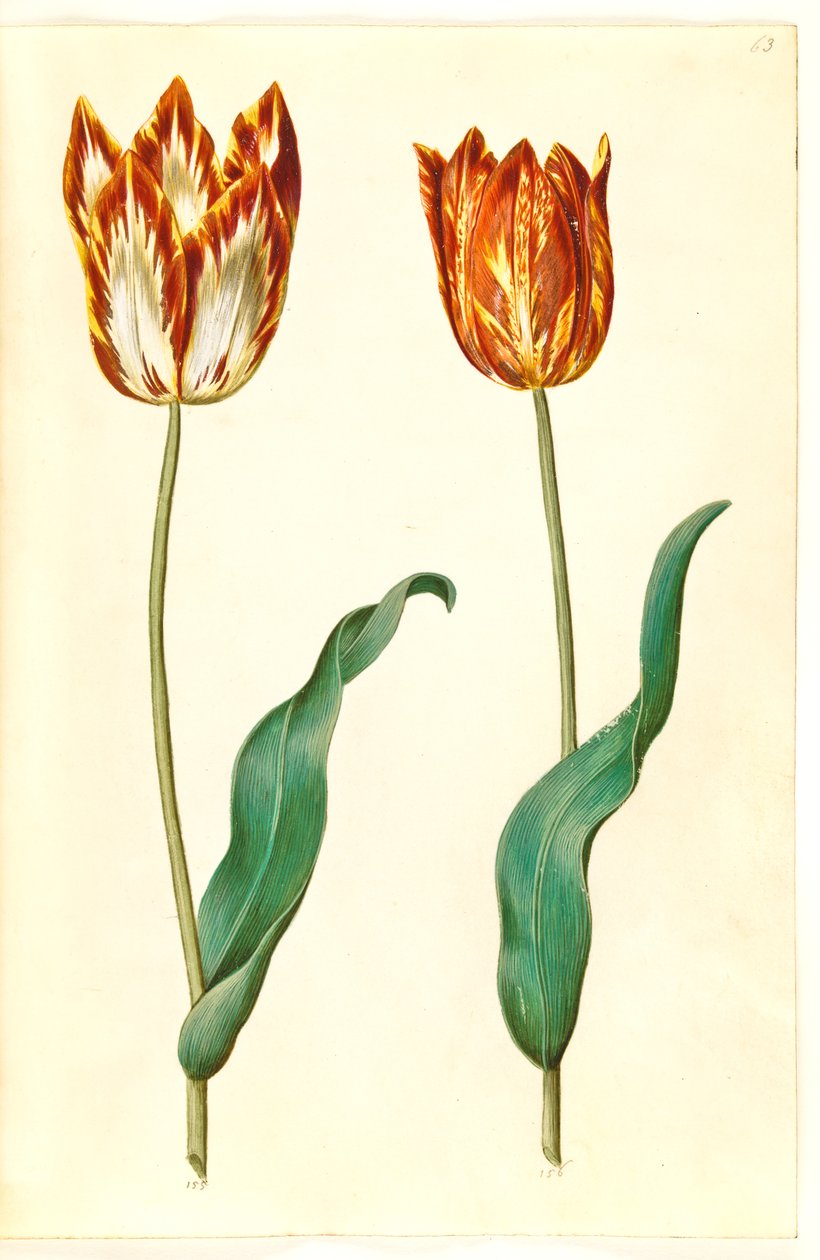 Tulipa gesneriana (Gartentulpe) von Hans Simon Holtzbecker