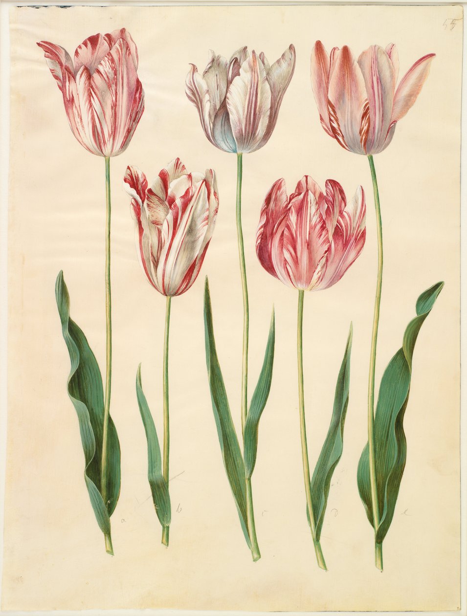Tulipa gesneriana von Hans Simon Holtzbecker