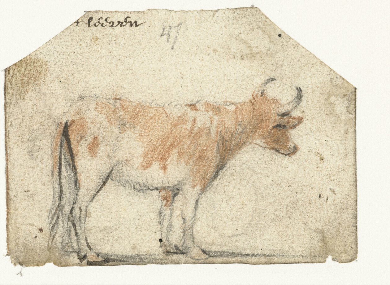 Kuh, von der Seite von Harmen ter Borch