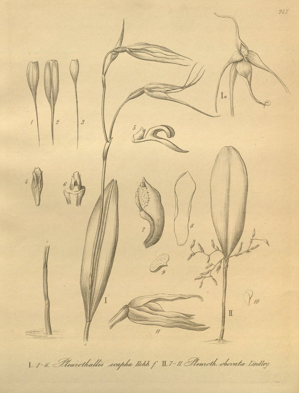 Illustration von Pleurothallis sirene von Heinrich Gustav Reichenbach