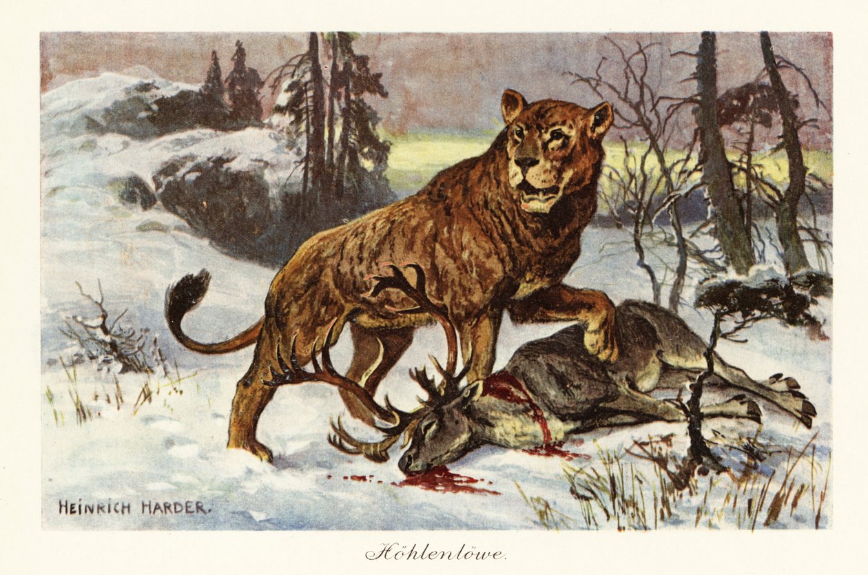 Eurasischer Höhlenlöwe, Panthera spelaea von Heinrich Harder