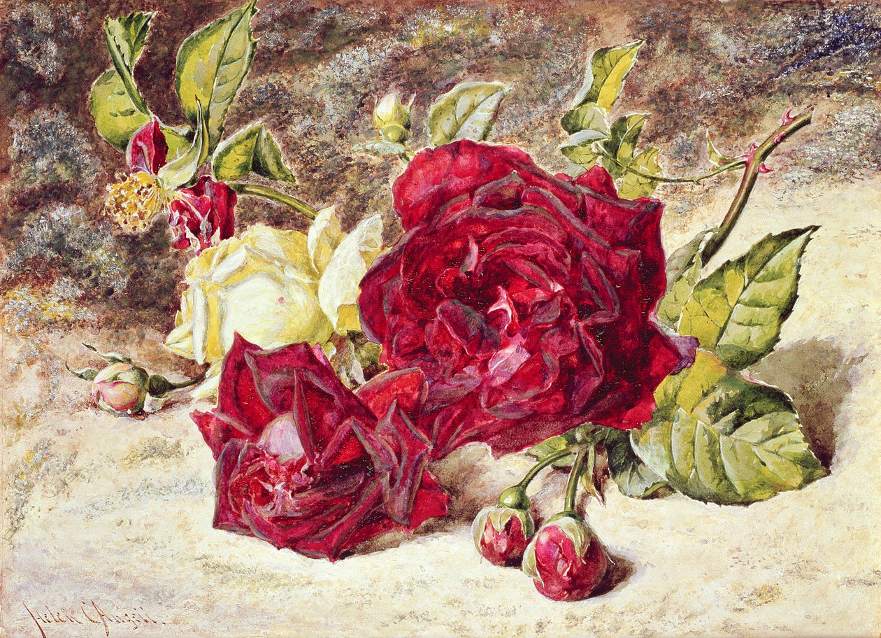 Eine weiße und zwei rote Rosen und Knospen von Helen Cordelia Coleman Angell