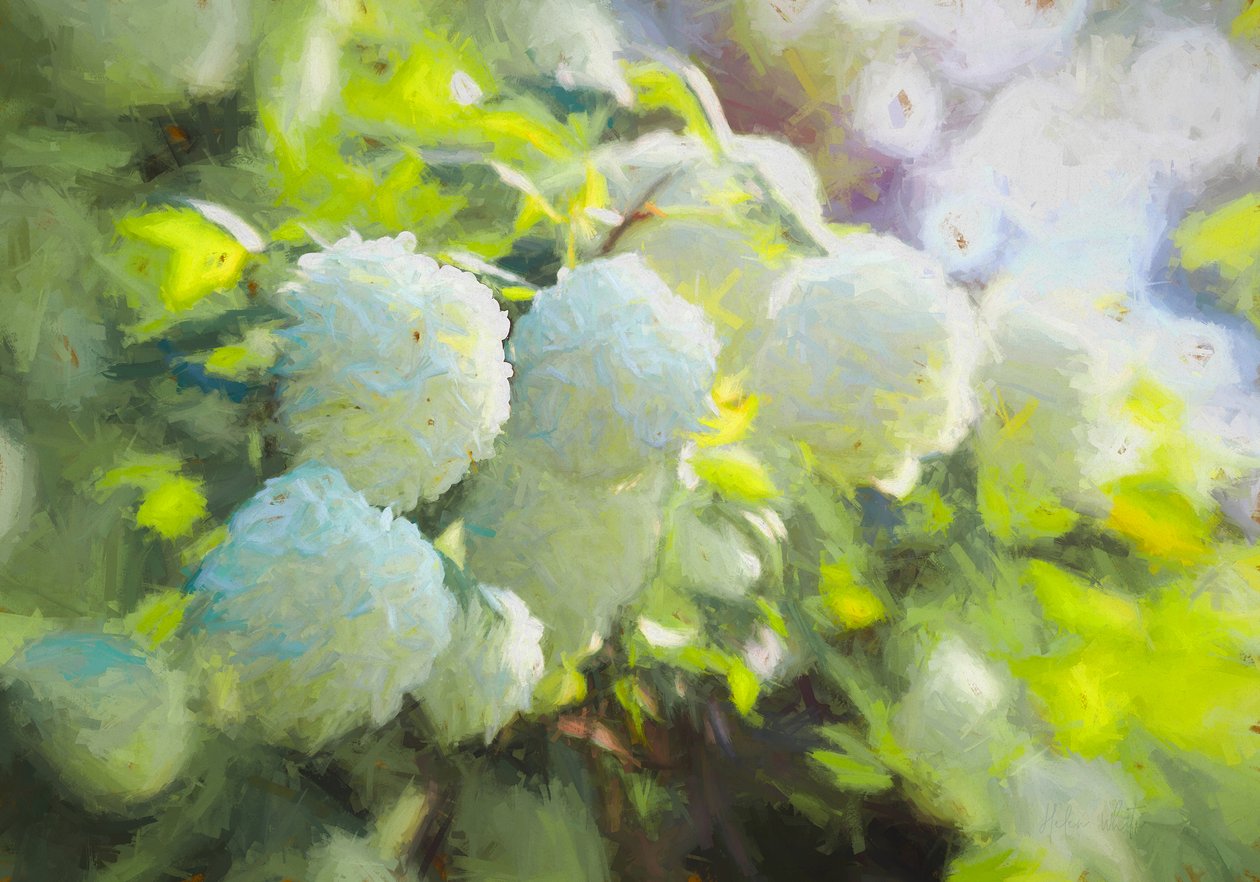 Sanftes Blühen von Helen White