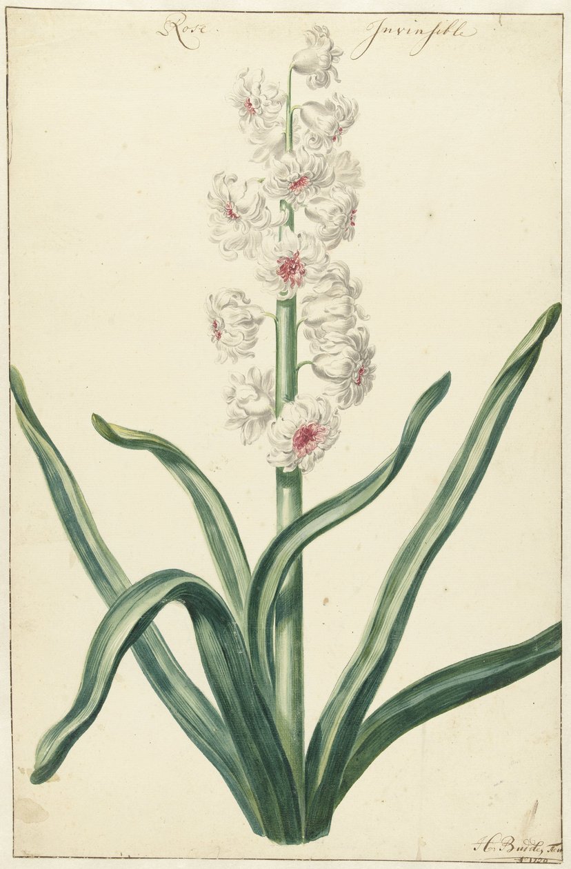 Weiße Hyazinthe von Hendrik Budde