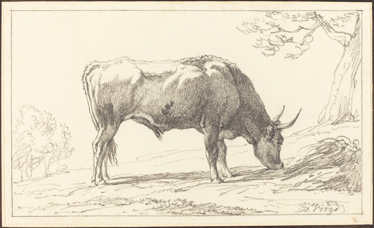 Ein junger Stier beim Grasen von Hendrik Voogd
