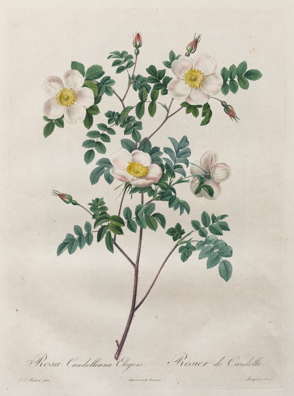 Die Rosen: Rosa Candolleana Elegans von Henry Joseph Redouté