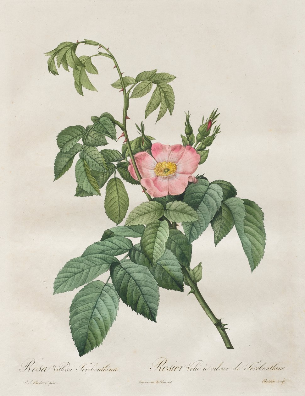 Die Rosen: Rosa Villosa Terebenthina von Henry Joseph Redouté