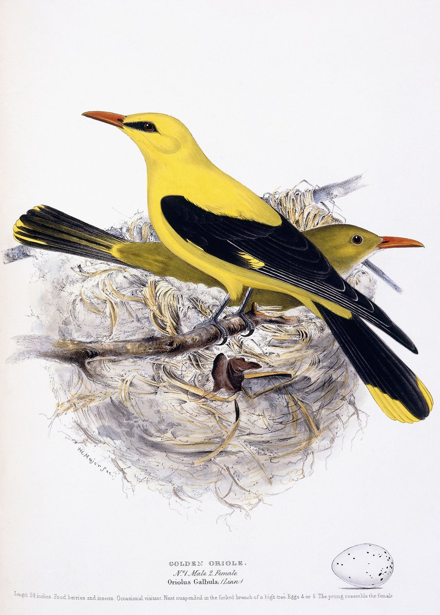 Goldpirol, 1835 von Henry Leonard Meyer