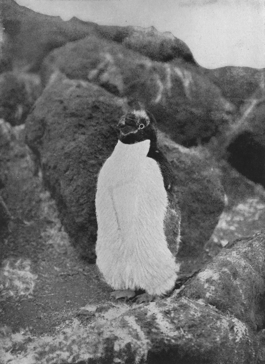 Ein mausernder Pinguin, ca. 1911, 1913 von Herbert Ponting