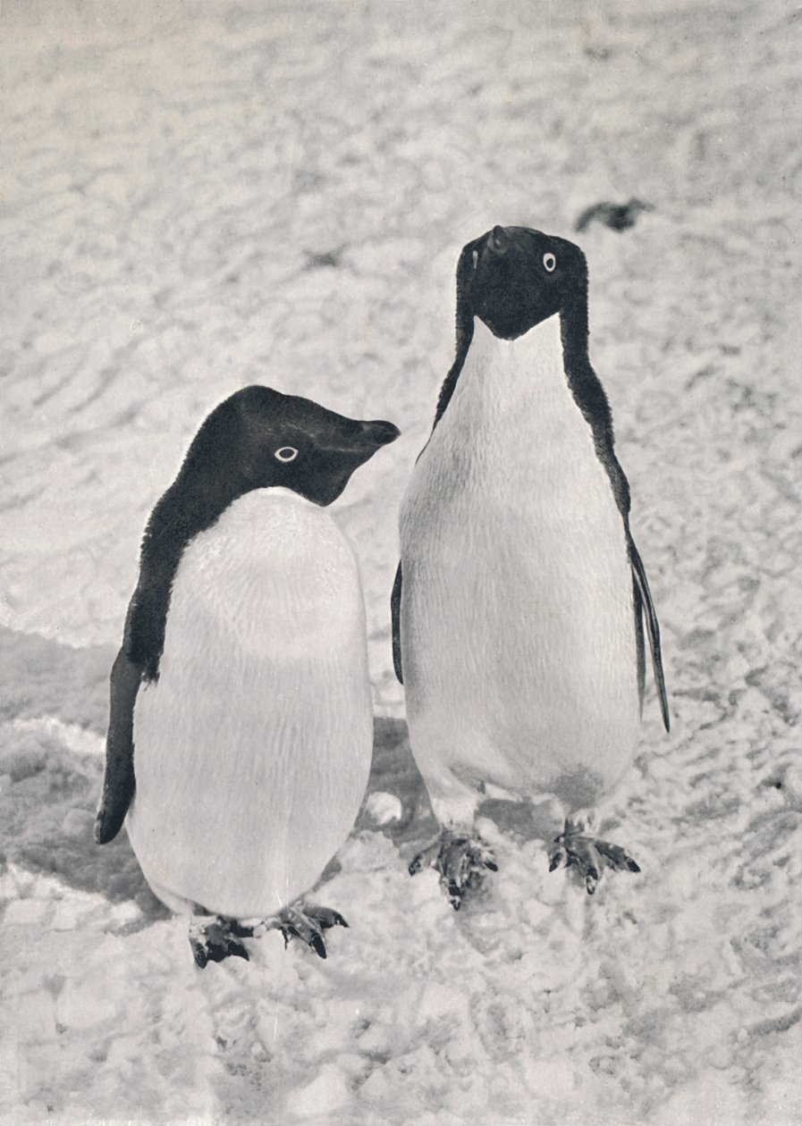 Ein Paar Adélie-Pinguine, ca. 1911, 1913 von Herbert Ponting