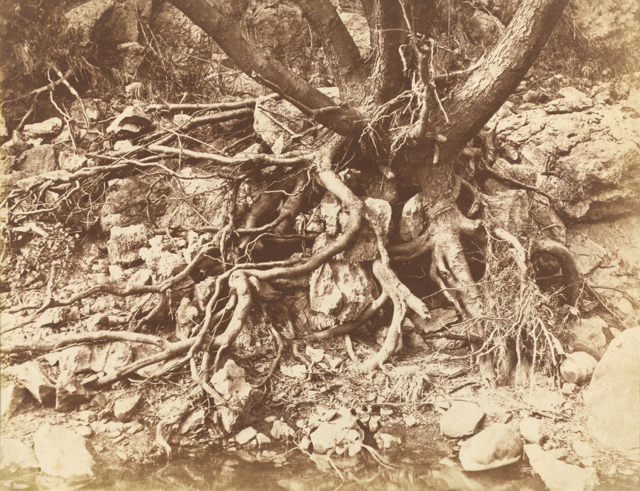 Baum mit Wurzelgeflecht von Hugh Owen
