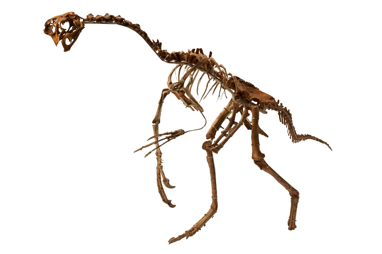 Ein fast vollständiger Oviraptor aus der Mongolei von Ira Block