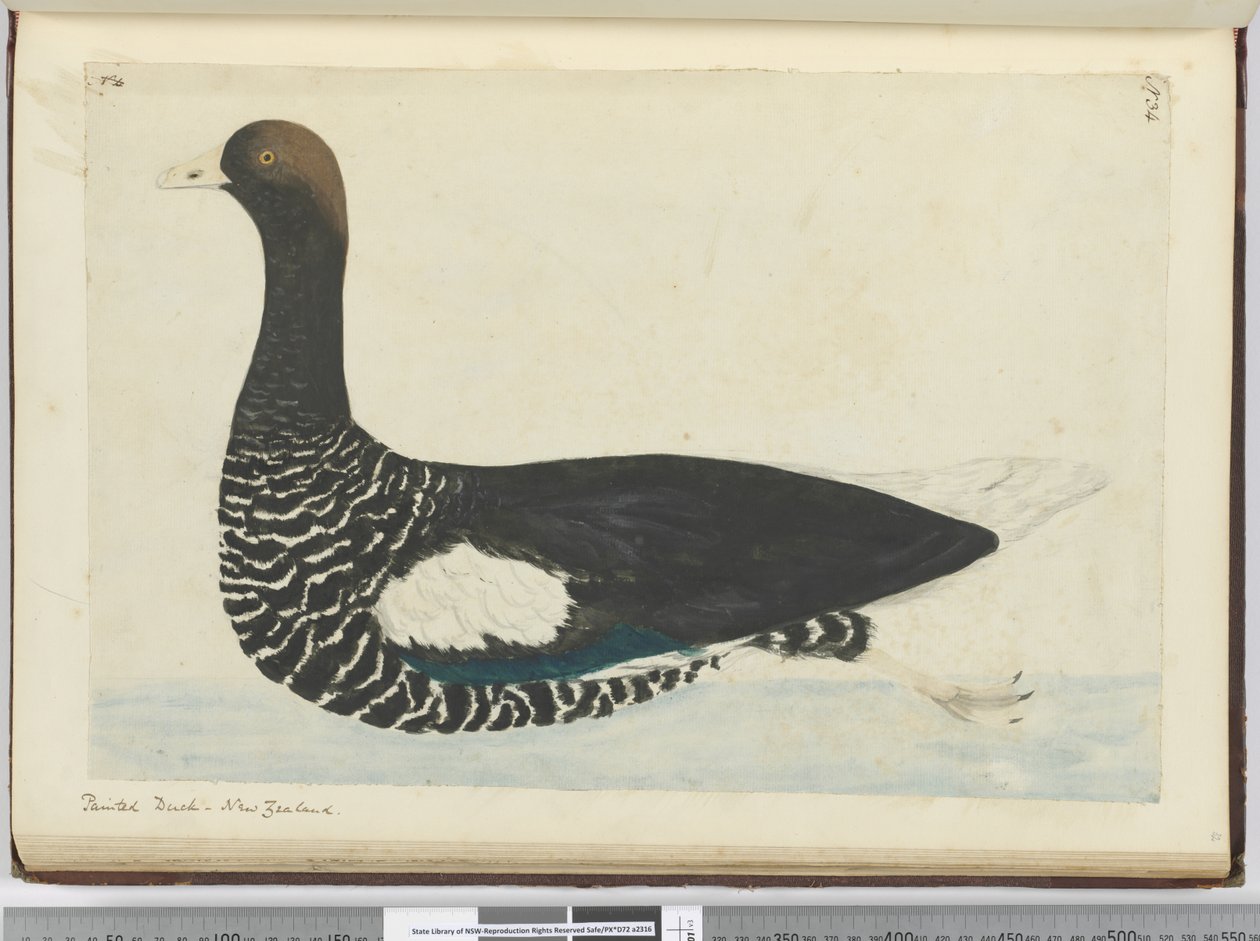 Gemalter Enten. Neuseeland, 1772-75 von Isaac Smith