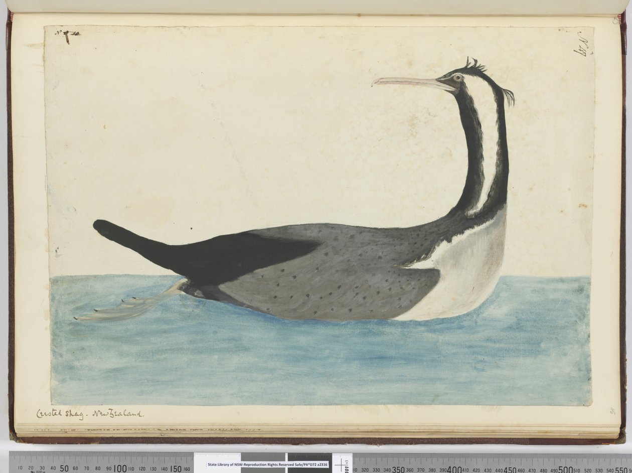 Haubenkormoran. Neuseeland, 1772-75 von Isaac Smith