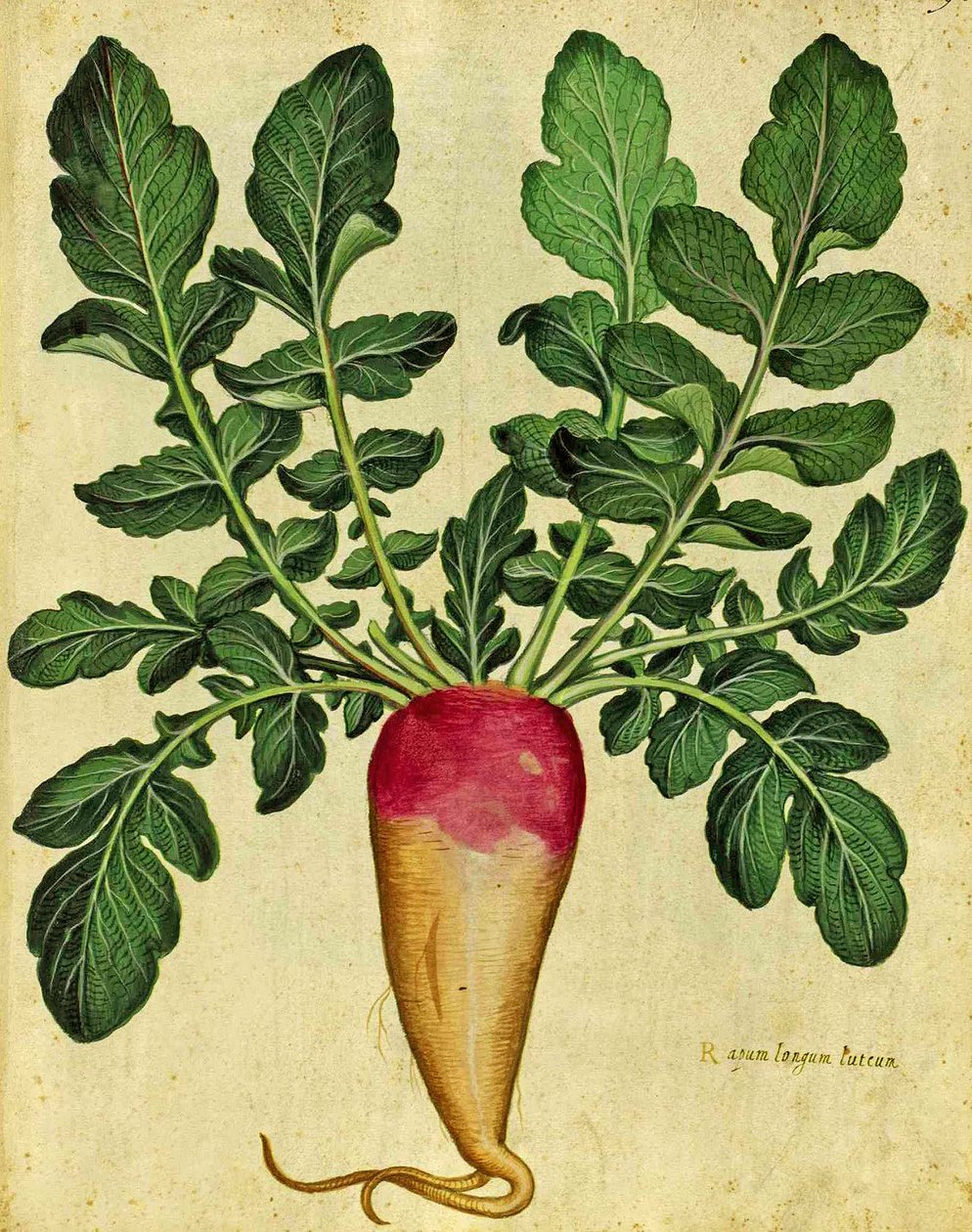 Langer Rettich von Ulisse Aldrovandi (1522 – 1605) Platte veröffentlicht in Piante Fiori Frutti von Italian School