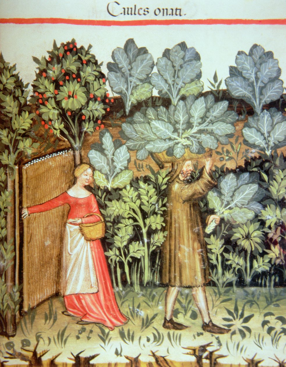 Kohlernte, aus dem Tacuinum Sanitatis Codex Vindobonensis von Italian School