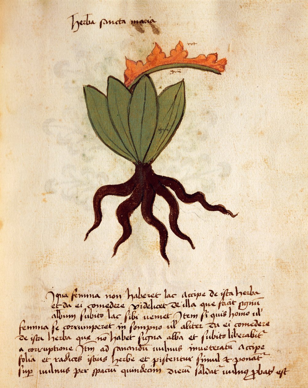 Balsamkraut (Tanacetum balsamita) von Italian School