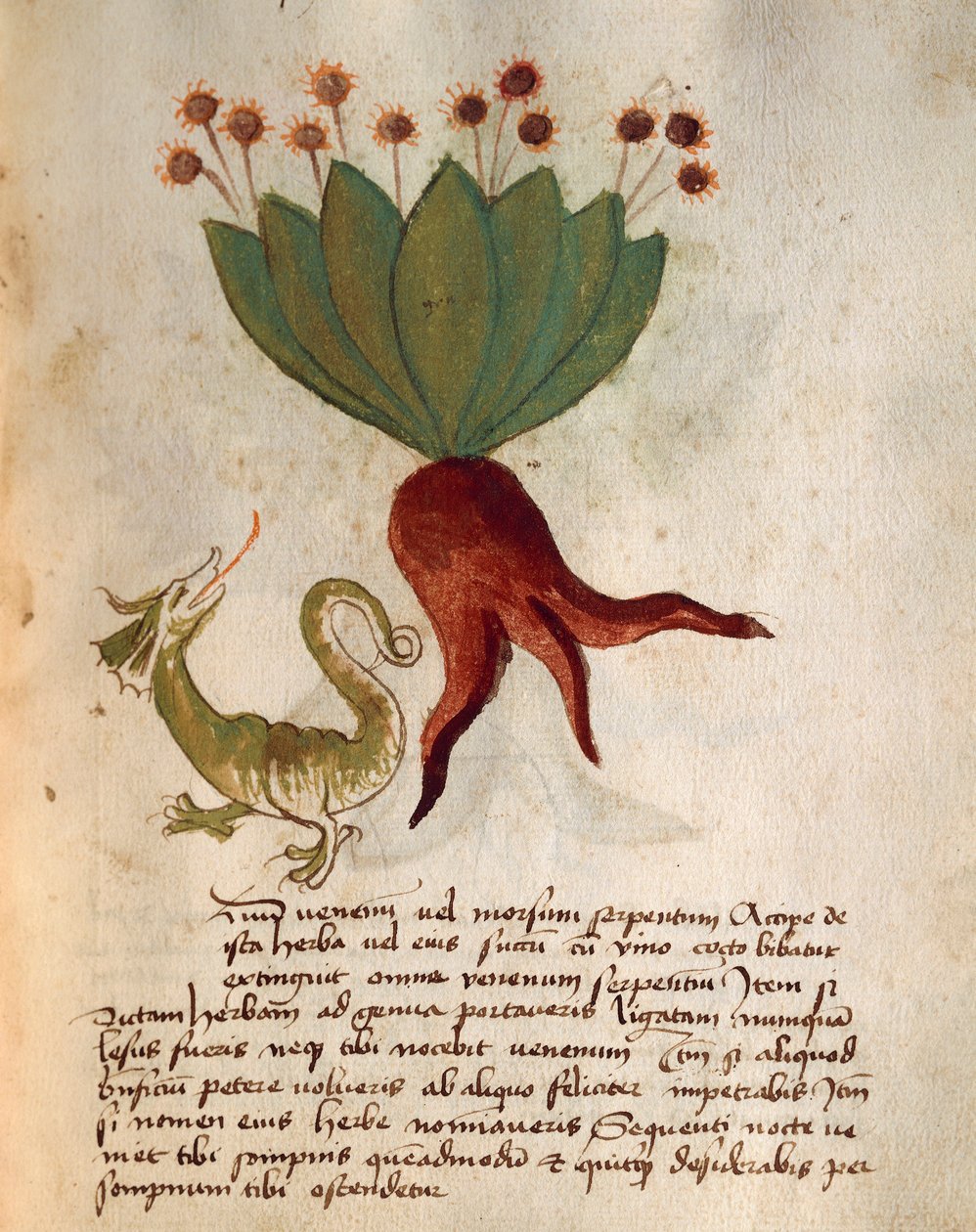 Herba Vermicularia von Italian School