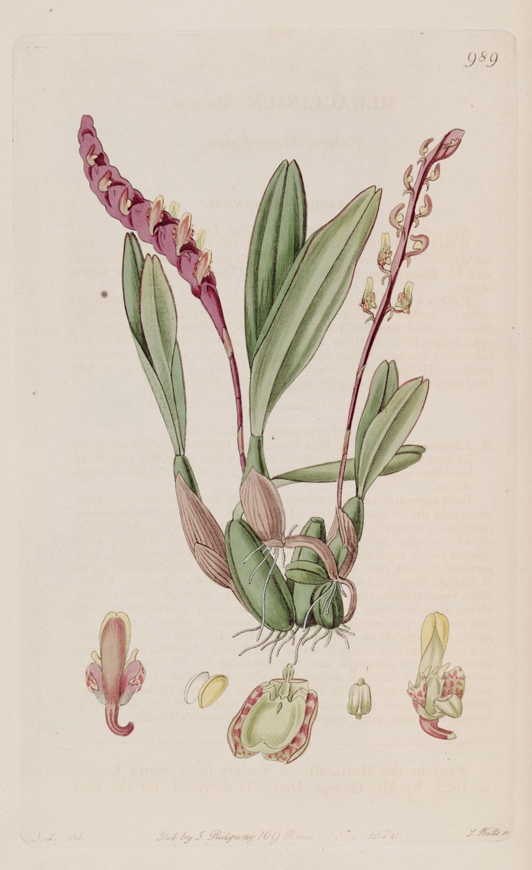 Illustration von Bulbophyllum falcatum (als syn. Megaclinium falcatum) von J. L.