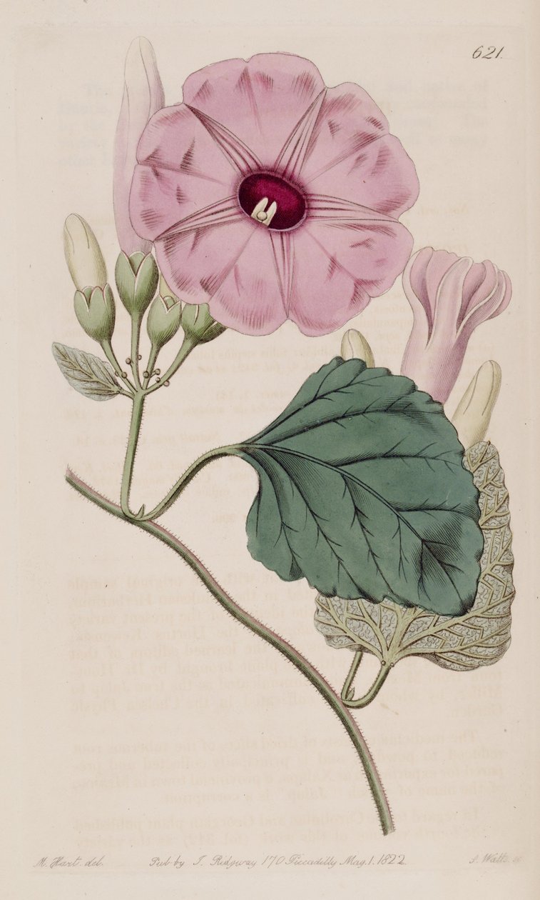 Ipomoea jalapa von J.Sims