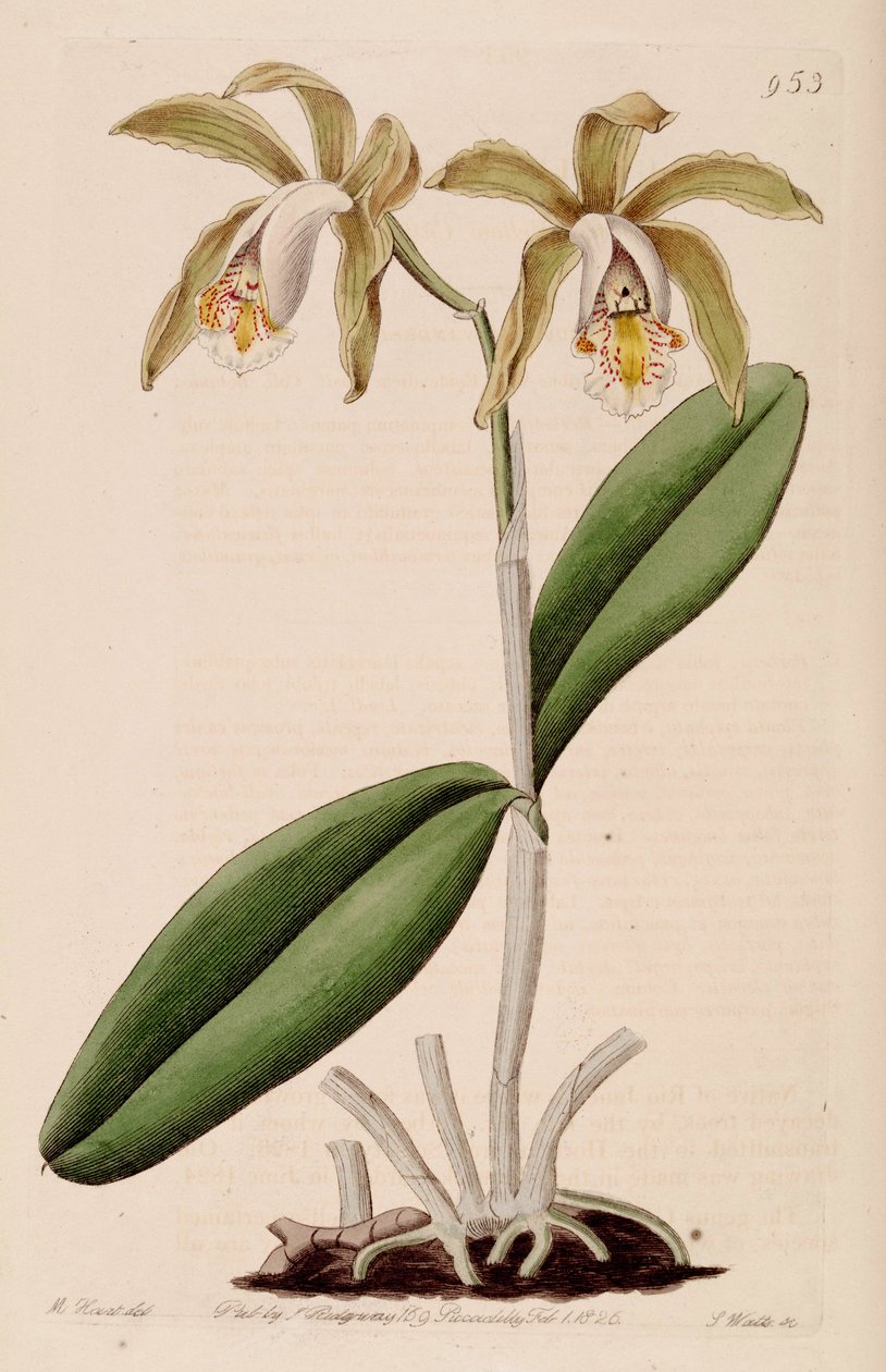 Illustration von Cattleya forbesii von Jams  Watts