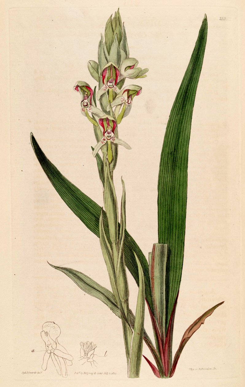 Illustration von Disa cernua (als syn. Disa prasinata) von Jams  Watts