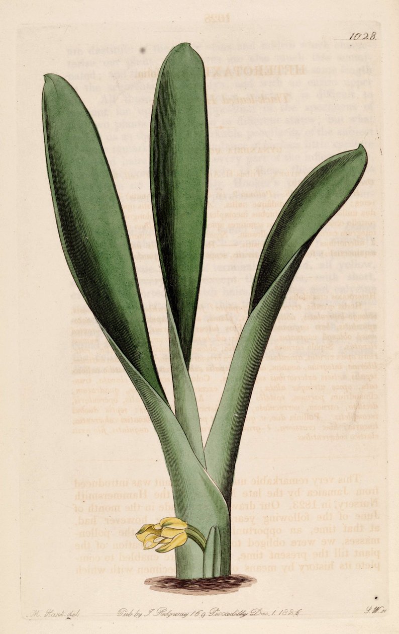 Illustration von Heterotaxis sessilis (als syn. Heterotaxis crassifolia) von Jams  Watts